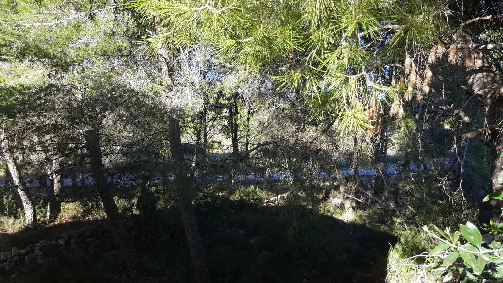 Finca Rustica